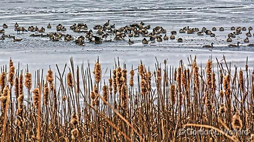 Geese On Ice_31578-9.jpg - Canada Goose (Branta canadensis) photographed along the Rideau Canal Waterway near Smiths Falls, Ontario, Canada.